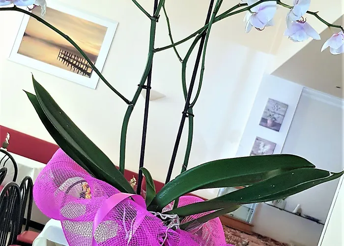 プロヴェンツァ ヴェンティミーリア